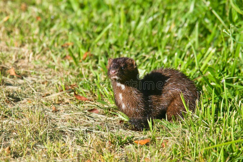 American Mink stock photography American Mink stock photography
