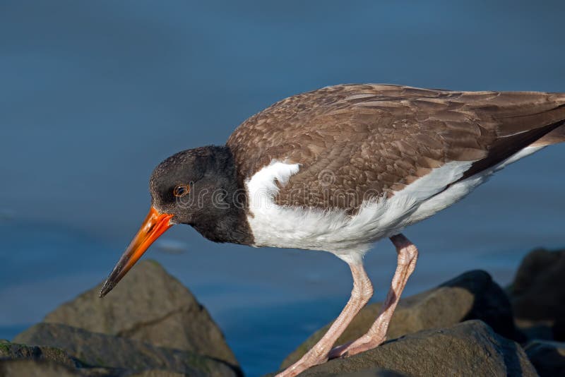 Juvenile Oyster Catcher Bird Stock Photos Free & RoyaltyFree Stock