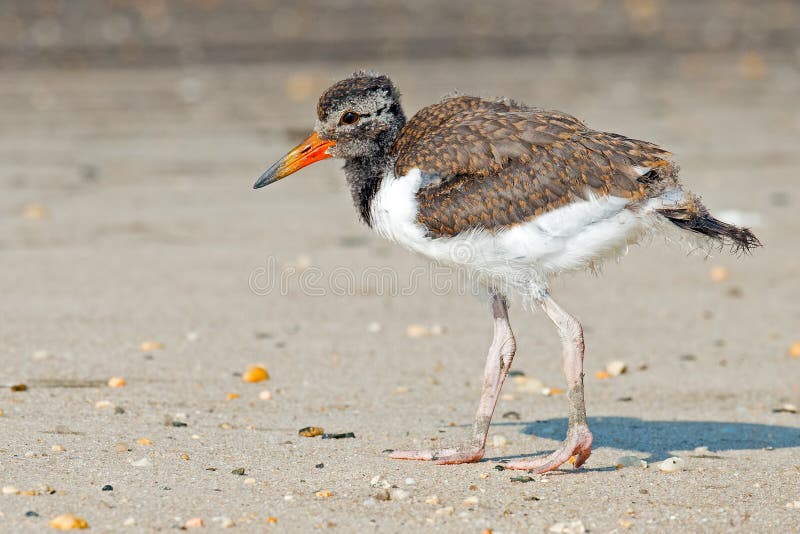 American Oystercatcher Chick Stock Image Image of chick, catcher