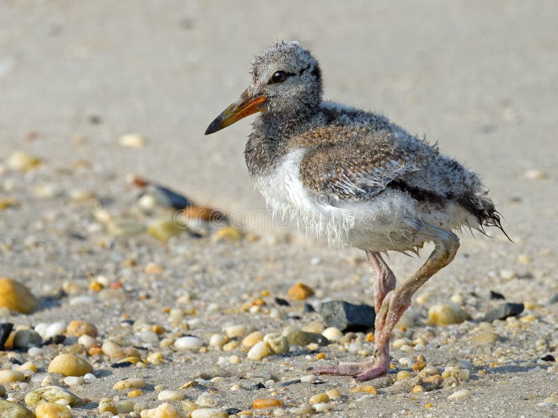 American Oystercatcher Chick Stock Photo Image of chick, nature 59530882