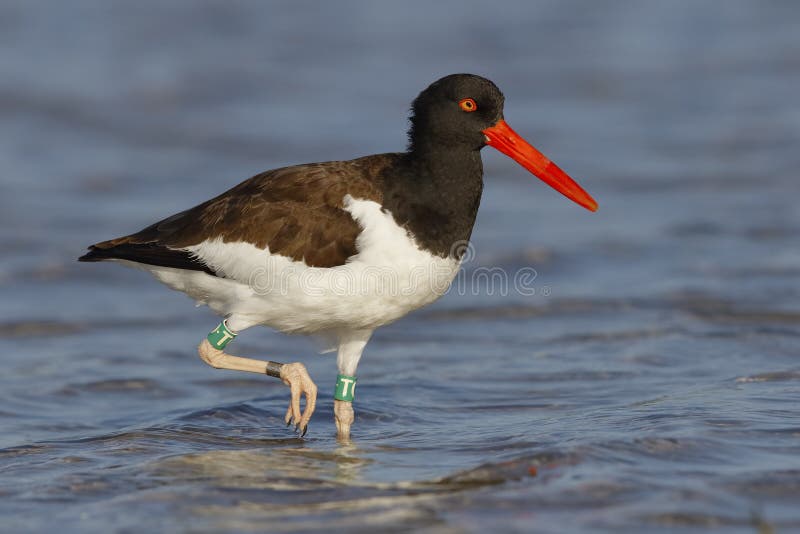 American Oystercatcher foraging in a Florida tidal pool
