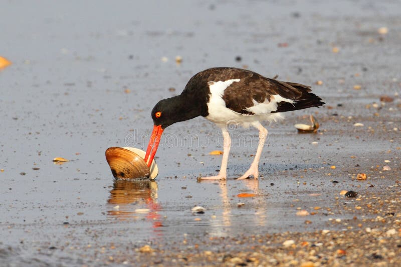 American Oystercatcher (Haematopus palliatus)