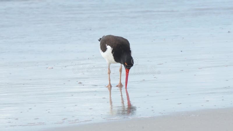 American Oystercatchers   Haematopus palliatus foraging on a beach.