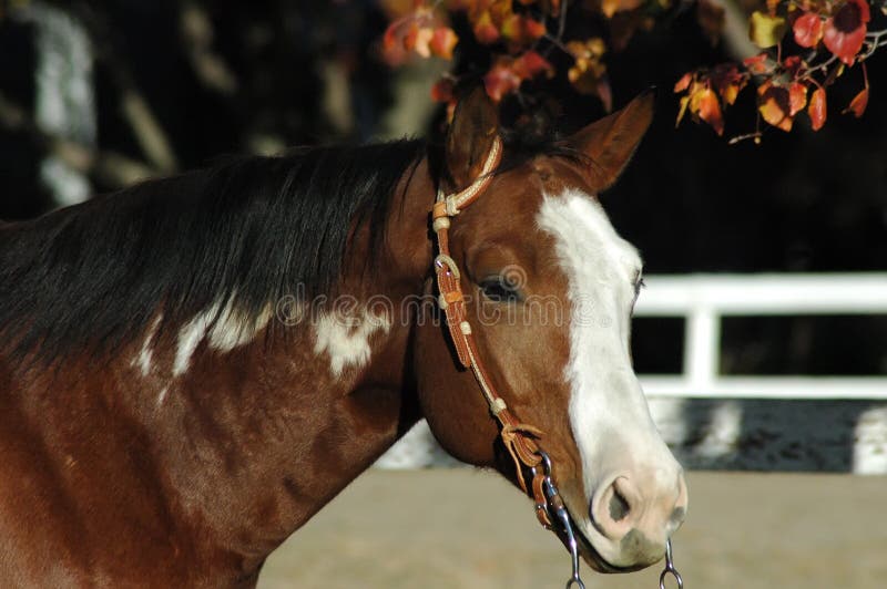 American Paint Horse