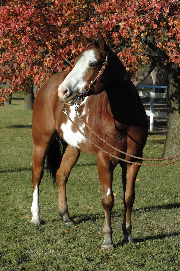 American Paint Horse