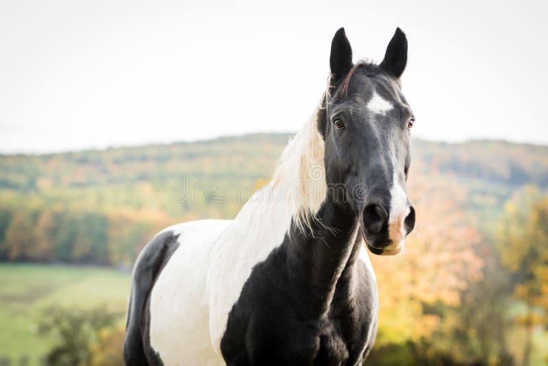 1,088 Black White Paint Horse Photos Free & RoyaltyFree Stock Photos