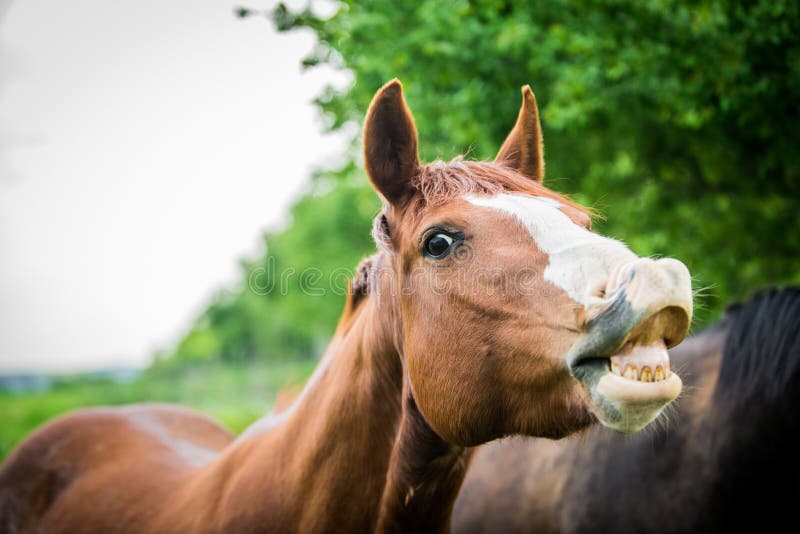 5,494 Funny Horse Face Stock Photos Free & RoyaltyFree Stock Photos