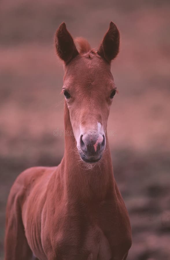 American paint horse colt stock photo. Image of young 8316810