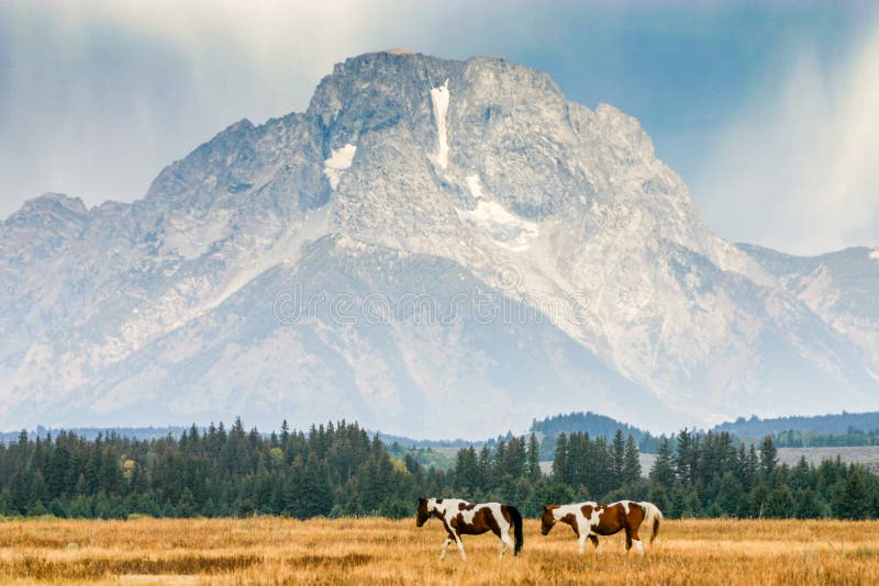 American paint horses in front of Mount Moran in Wyoming.