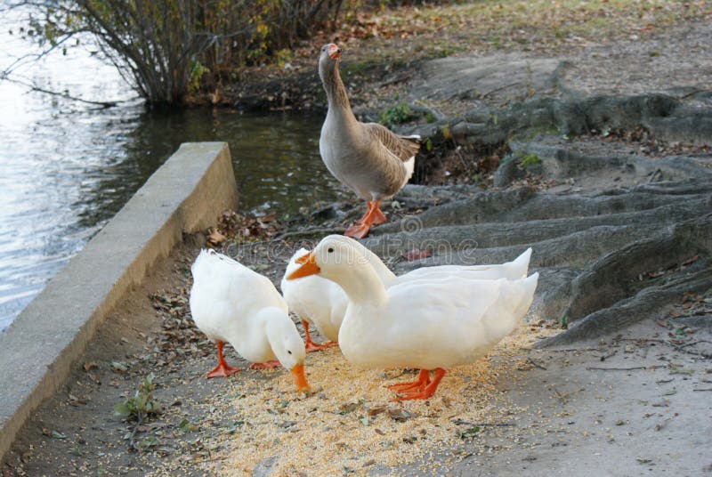 American Pekin stock photo. Image of ducks, fowl, eating 274152854