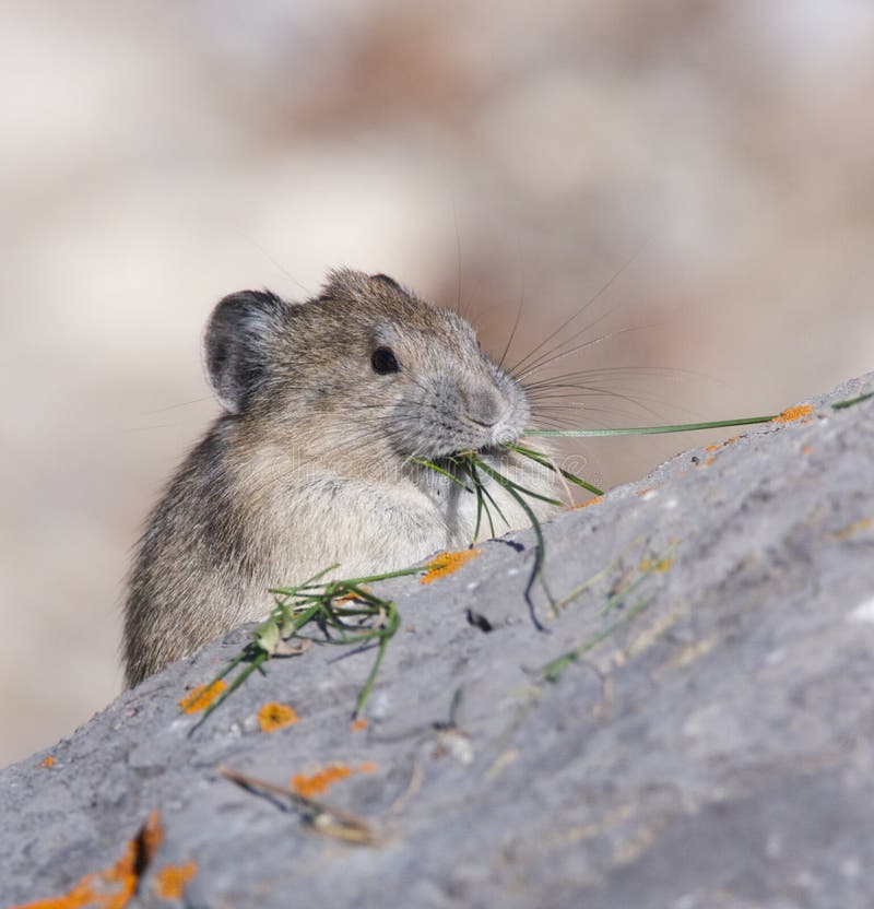 pica animal pica animal