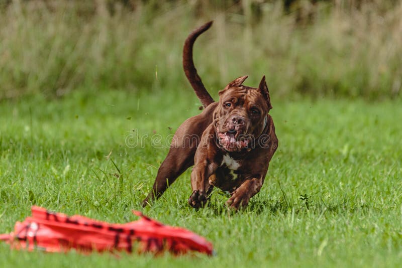 American Pit Bull Running in the Field Stock Photo - Image of outdoor ...