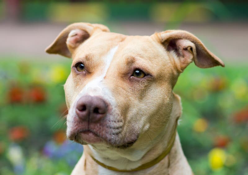 American Pit Bull Terrier close-up royalty free stock images American Pit Bull Terrier close-up royalty free stock images