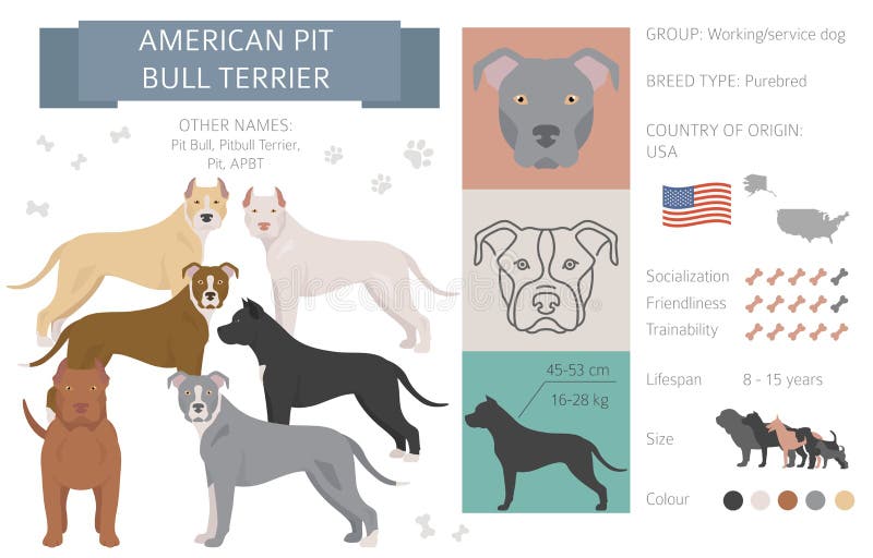 american bully dog stock illustrations 344 american bully dog stock illustrations vectors clipart dreamstime