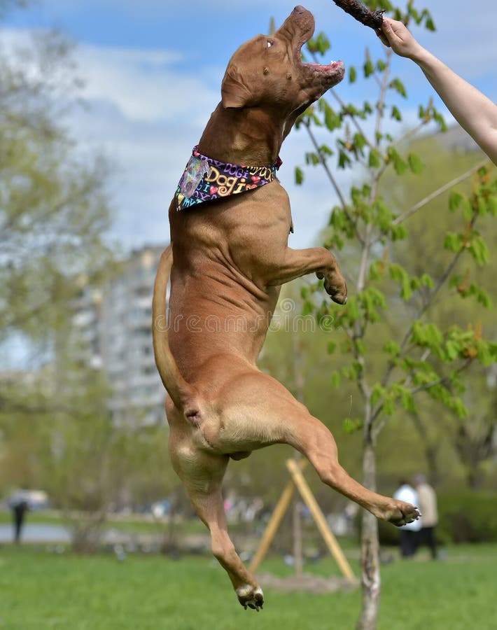American Pit Bull Terrier jumping royalty free stock photography