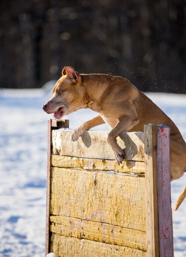 Dog Jumping Over Fence Stock Images Download 46 Royalty Free Photos
