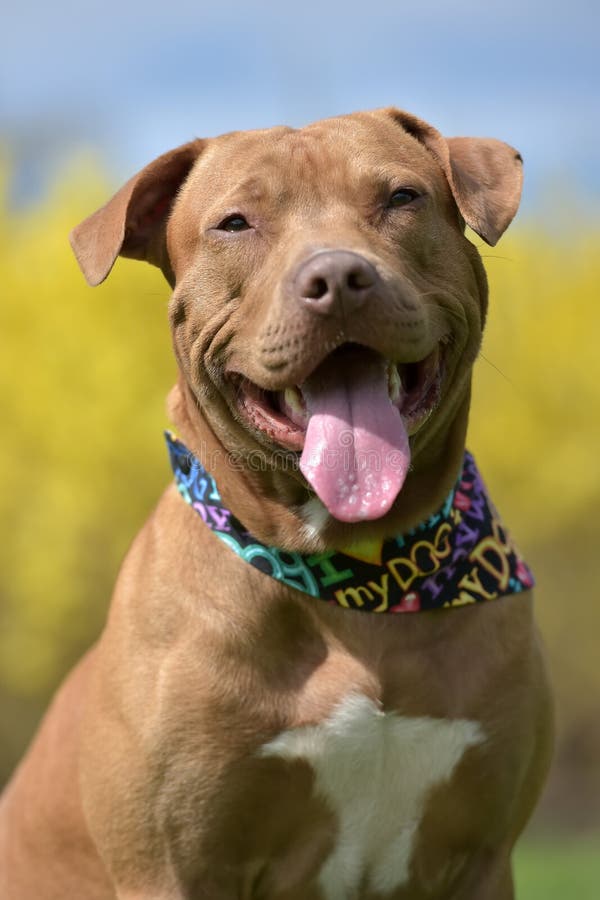 American Pit Bull Terrier portrait stock photos