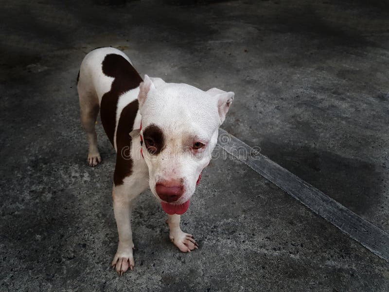 The American pitbull dog with funny face, black and white color, cute puppy. The American pitbull dog with funny face, black and white color, cute puppy