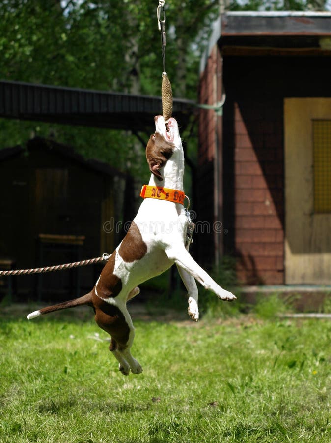 American pitbull terrier royalty free stock image