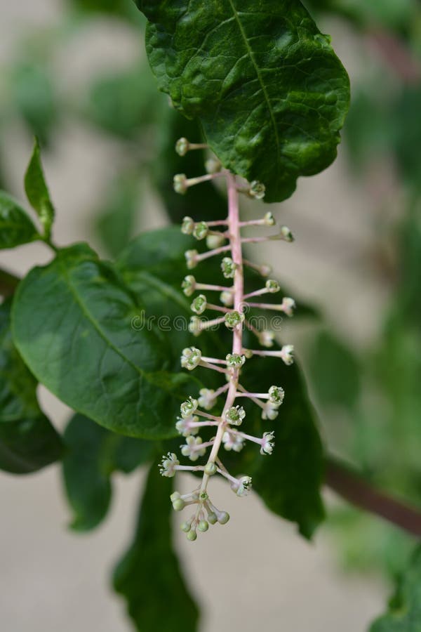 American pokeweed stock images American pokeweed stock images