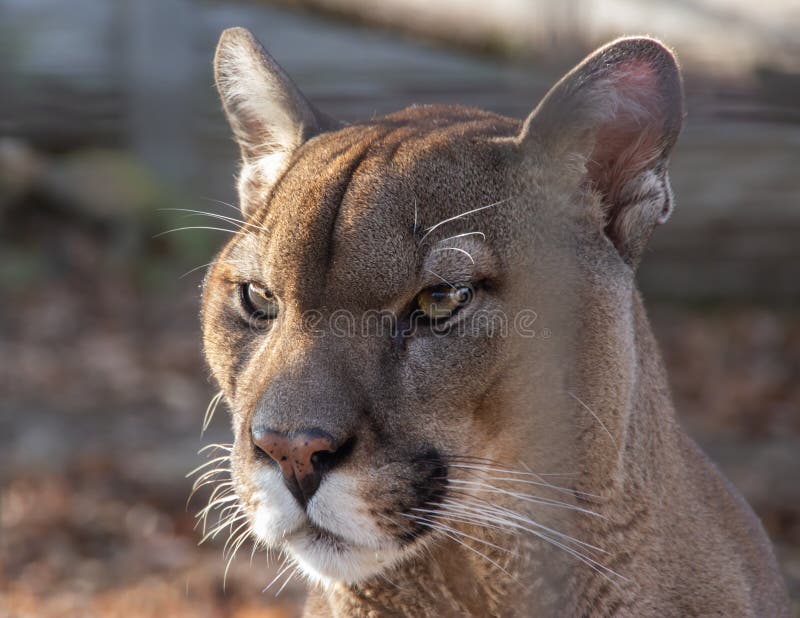 la imagen de un puma