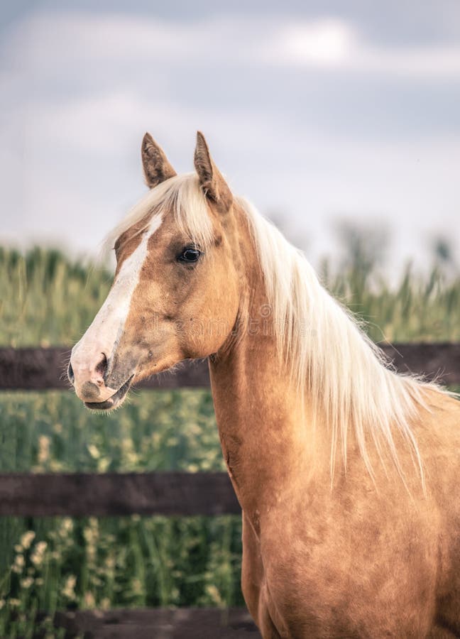 American Quarter Horse Running Free On A Meadow Stock Photo - Image of ...