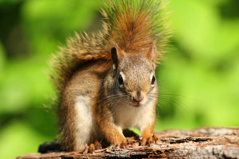 American Red Squirrel Ontario, Canada Stock Photo Image of states