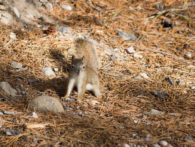 The American red squirrel (Tamiasciurus hudsonicus)