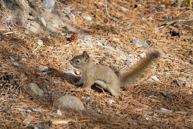 The American red squirrel (Tamiasciurus hudsonicus)