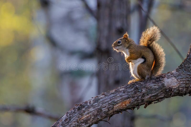 American Red Squirrel Tamiasciurus hudsonicus sitting on a tree limb during early spring looking ahead as heâ€™s pondering his tho