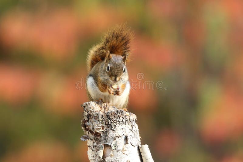 American Red Squirrel with Vibrant Fall Colors Stock Photo - Image of ...