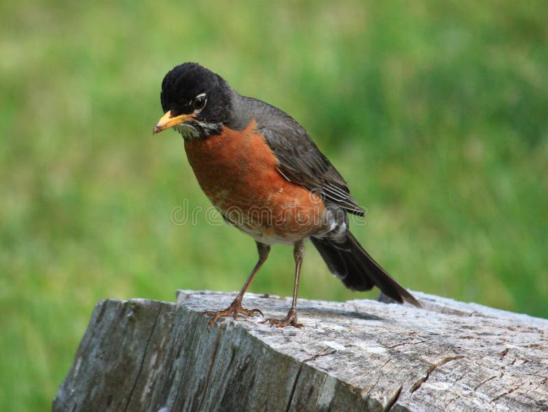 American Robin