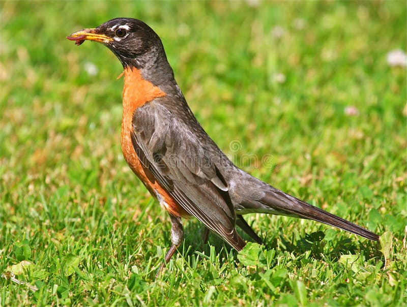 American Robin