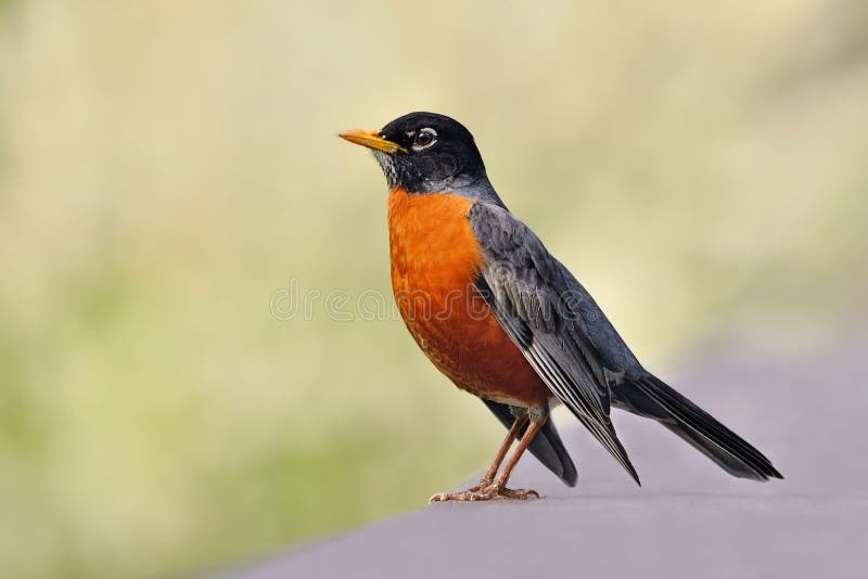 American Robin. A beautiful American Robin resting perched on a fence stock photo