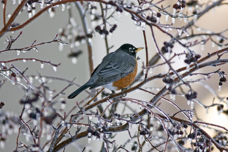 American Robin