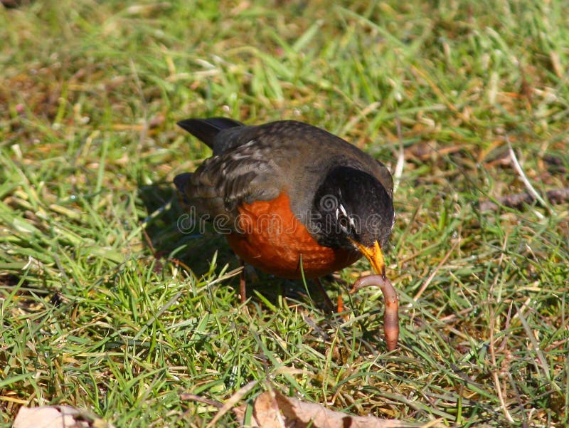 American Robin