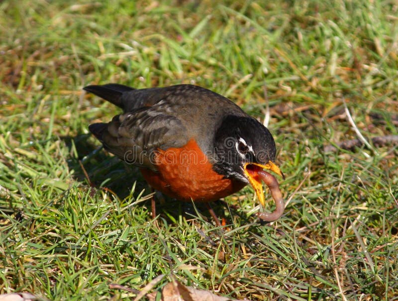 American Robin