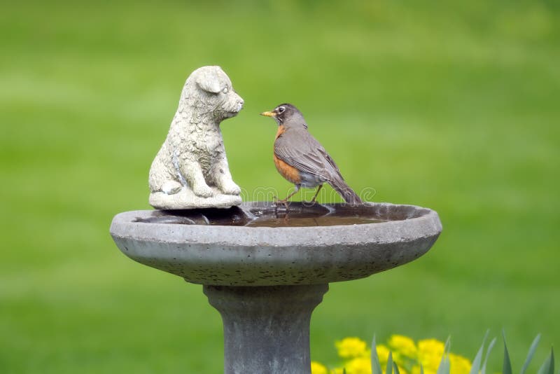 American robin stock photo American robin stock photo