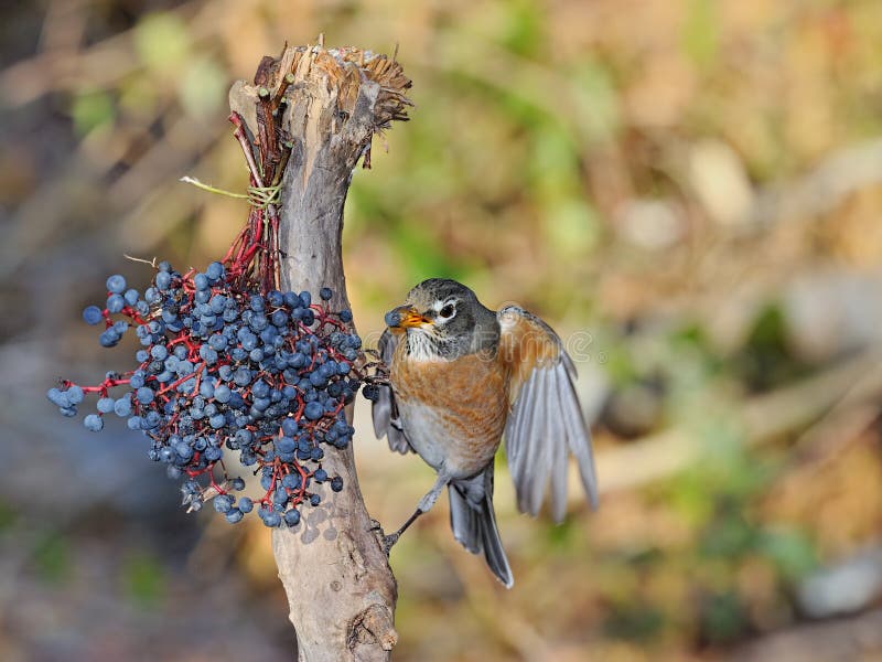 American Robin stock photo. Image of pose, blueberry 35910980
