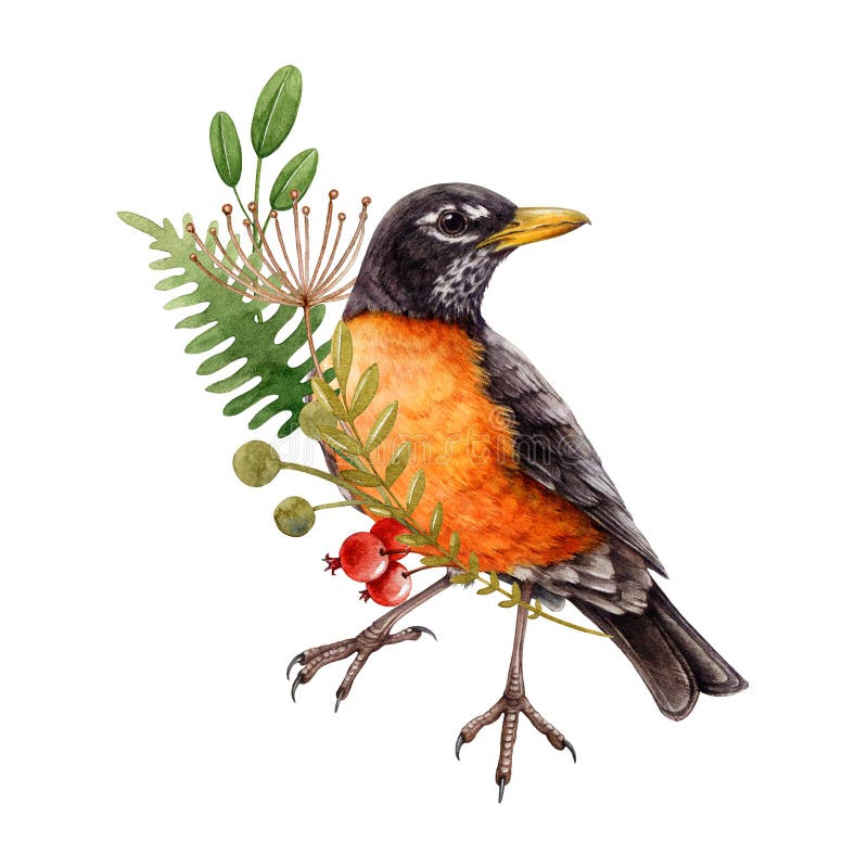 American robin bird with floral decor element. Watercolor illustration. Hand drawn backyard beautiful bird with floral