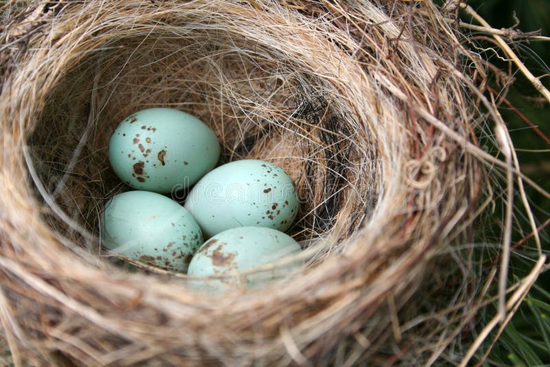 American Robin Eggs