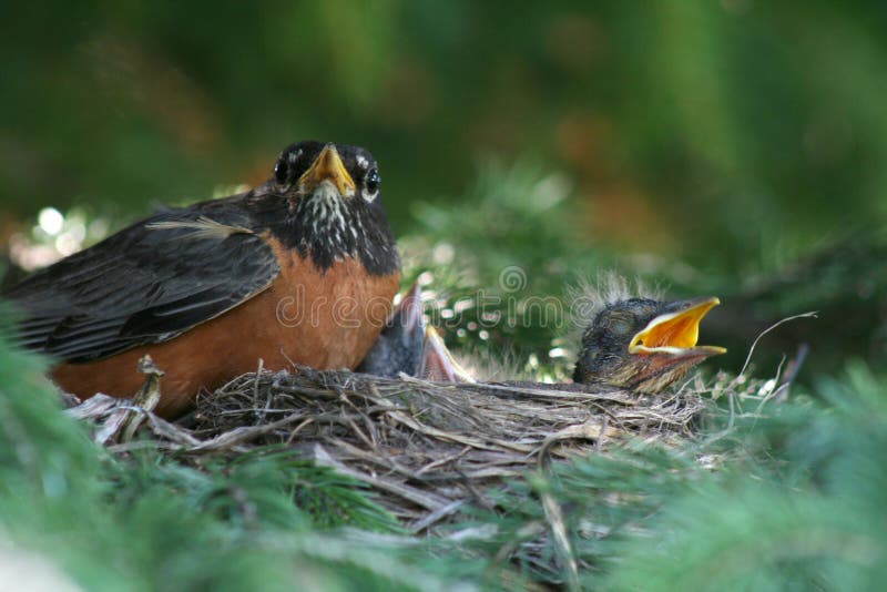 American Robin Family