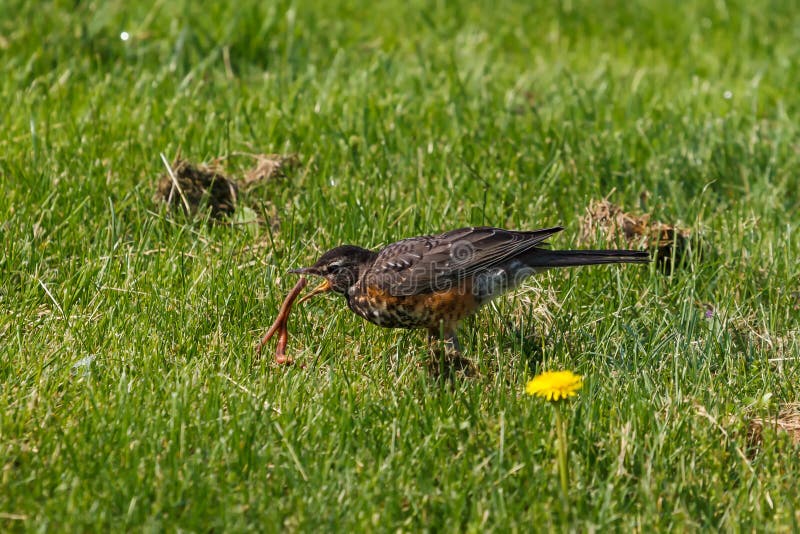 American Robin feeding on a worm