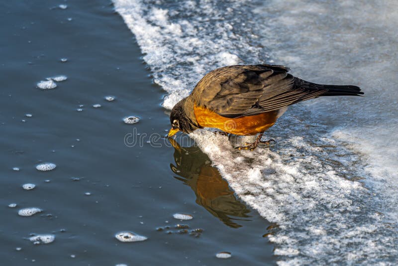 Robin Drinking Birdbath Stock Photos Free & RoyaltyFree Stock Photos