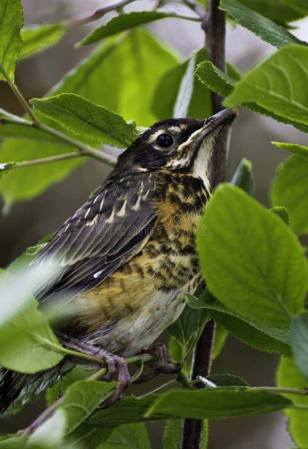 American Robin (turdus migratorius)