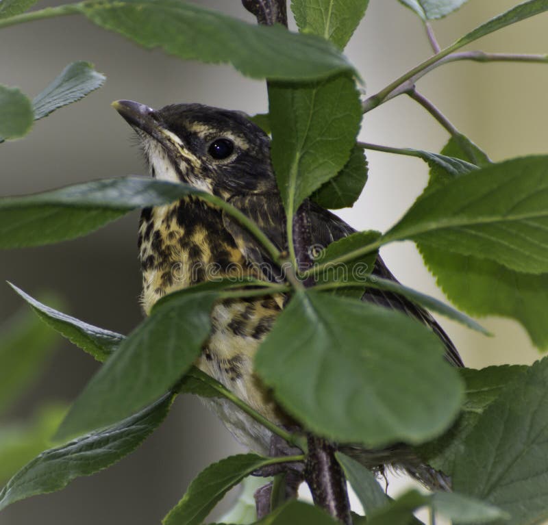 American Robin (turdus migratorius)