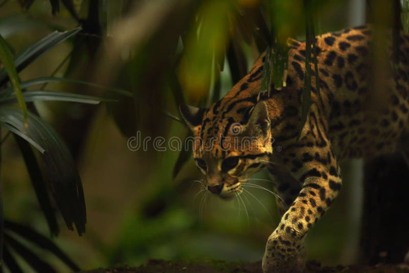 American Spotted Cat Leopardus Pardalis Walking on Thr Branch. Brown
