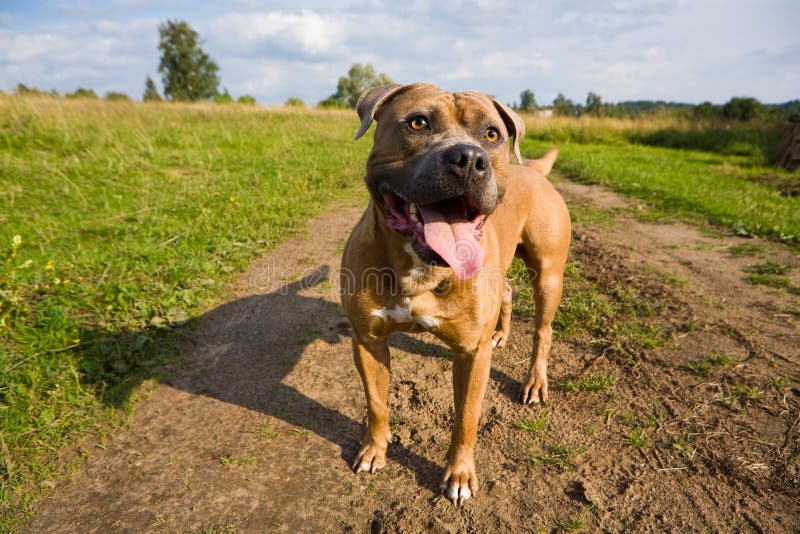 American staffordshire terrier