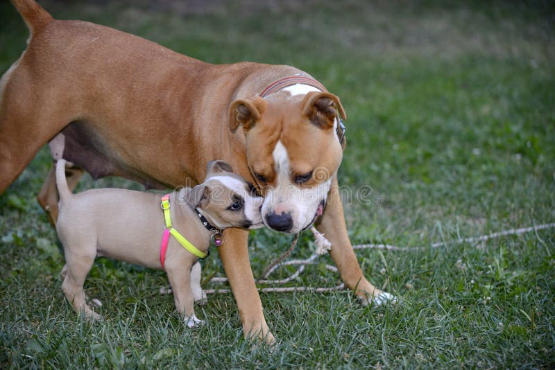 american staffordshire terrier, and puppy playing