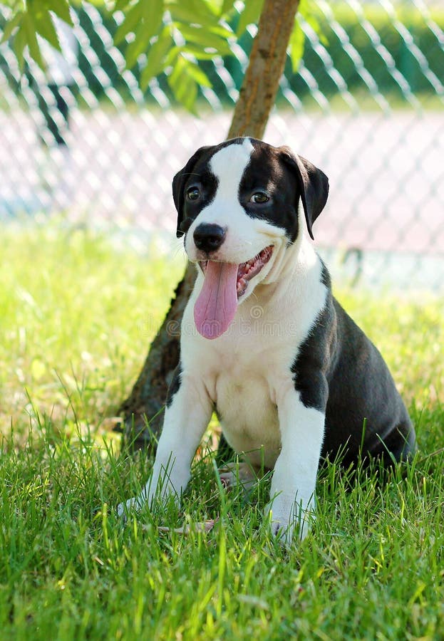 American Staffordshire Terrier. Black puppy. American Staffordshire Terrier. Black puppy